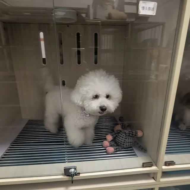 过年回家,狗狗如何安置?一次讲清!