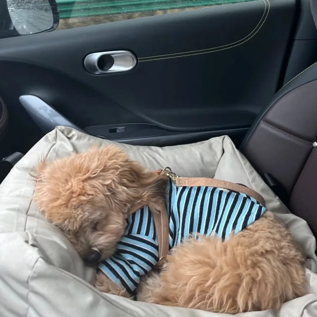 过年回家,狗狗如何安置?一次讲清!