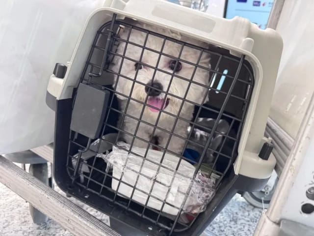 过年回家,狗狗如何安置?一次讲清!