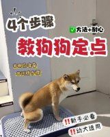 狗狗定点上厕所保姆级教程！速看！