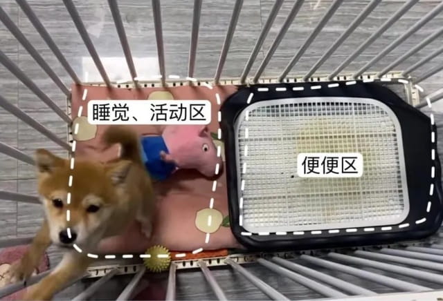 狗狗定点上厕所保姆级教程