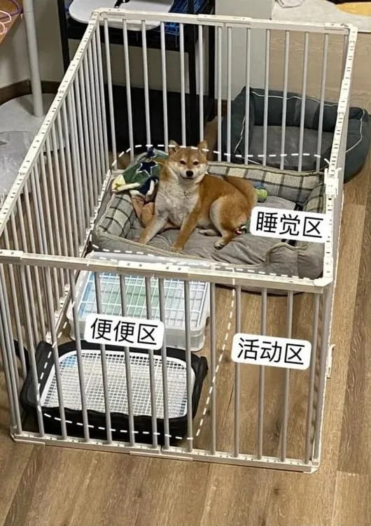 狗狗定点上厕所保姆级教程