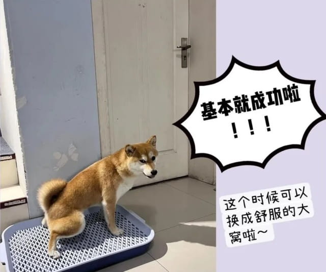 狗狗定点上厕所保姆级教程