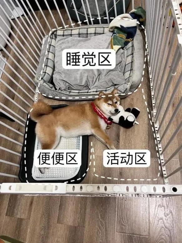 狗狗定点上厕所保姆级教程