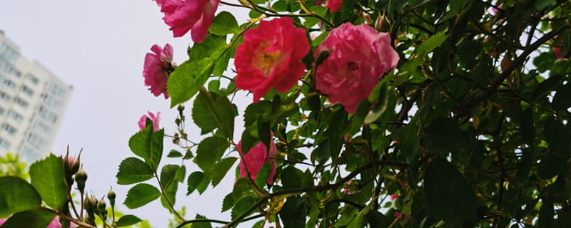 蔷薇花的花语和寓意