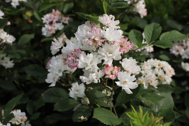 蔷薇花的花语和寓意