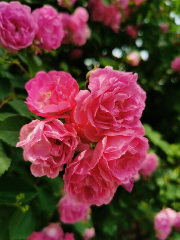 蔷薇花的花语和寓意