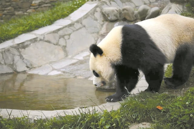 大熊猫的行为特征