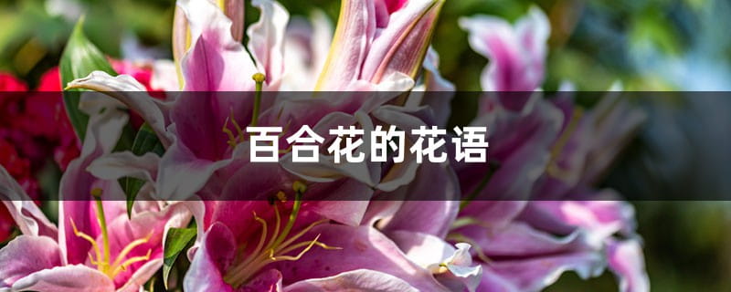 百合花的花语 百合花的花语