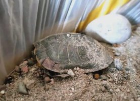 乌龟冬眠需要干养还是水养