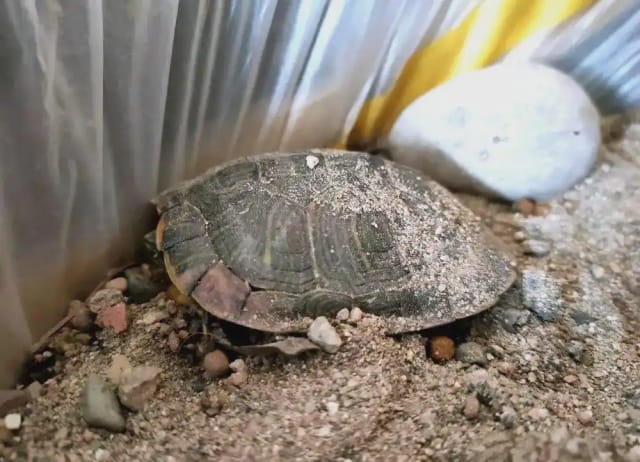 乌龟冬眠需要干养还是水养