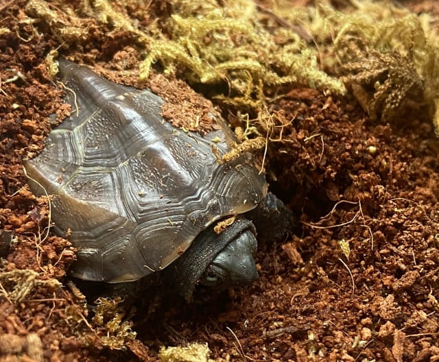 乌龟冬眠需要干养还是水养