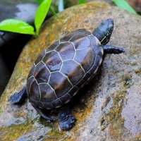 草龟是深水龟还是浅水龟