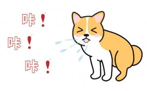 幼犬被冻感冒了怎么办？从用药到护理，全程干货