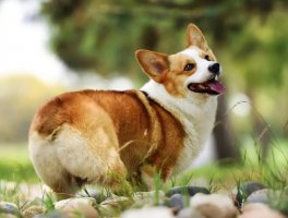 柯基分为哪几种