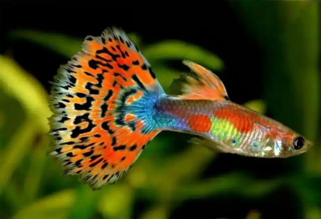 孔雀鱼