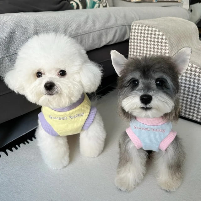 2025年最受欢迎的小型犬排行榜