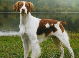 不列塔尼猎犬该怎么喂养