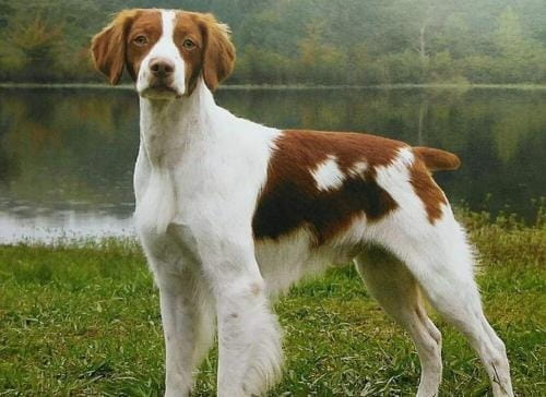 不列塔尼猎犬该怎么喂养