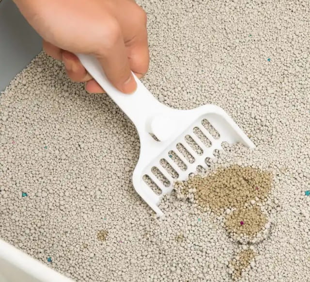 猫砂最多几天不铲