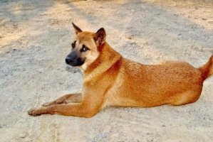 一般土狗打什么疫苗呢