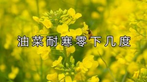 油菜耐寒零下几度