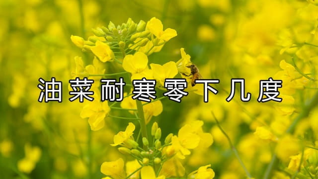 油菜耐寒零下几度