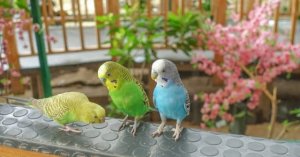 国内可以养的7个鹦鹉品种，各自的特点与价格介绍