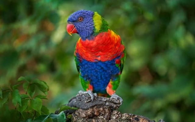 彩虹吸蜜鹦鹉