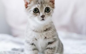 布偶猫会有哪些遗传病