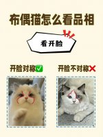 布偶猫选购指南：如何挑选优质布偶猫