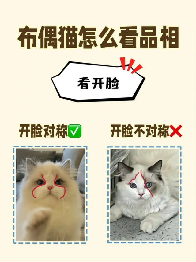 布偶猫选购指南：如何挑选优质布偶猫
