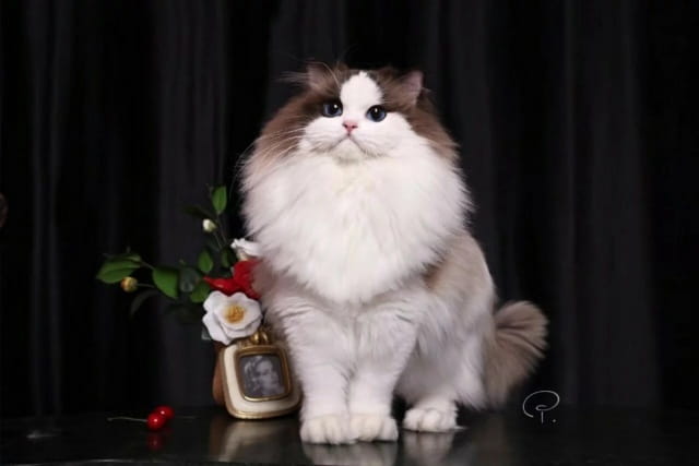 布偶猫选购指南：如何挑选优质布偶猫