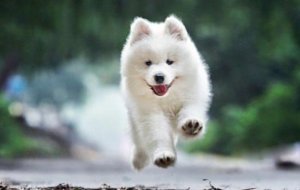 萨摩耶几个月可以带出去散步