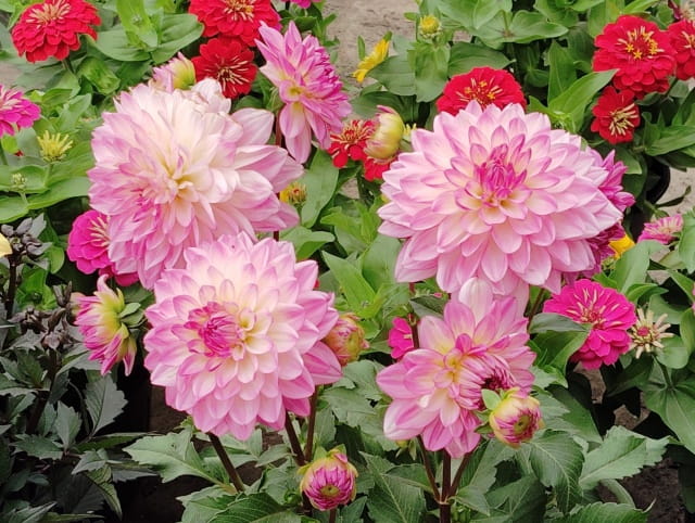 大丽花的花语和传说