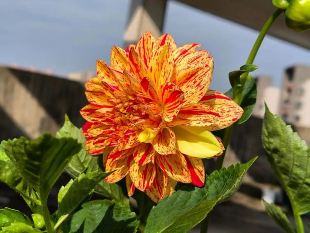 大丽花的花语和传说