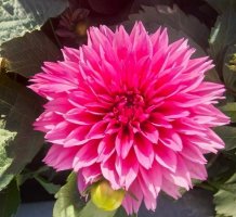 大丽花的花语和传说