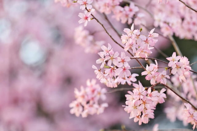 樱花的花语及传说