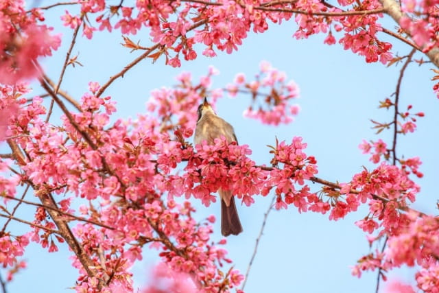 樱花的花语及传说