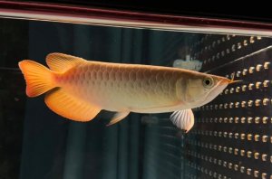 养龙鱼有什么讲究