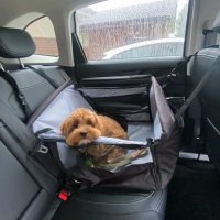 过年带狗狗回家，狗狗晕车怎么办？