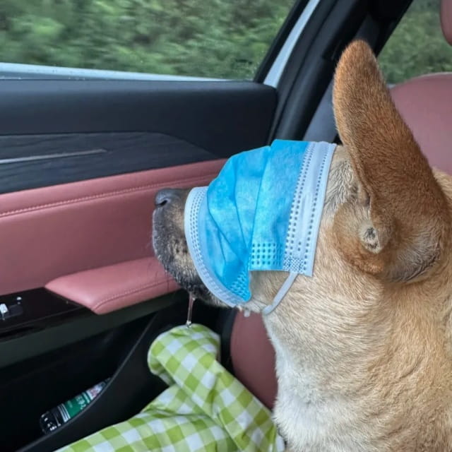 过年带狗狗回家，狗狗晕车怎么办？