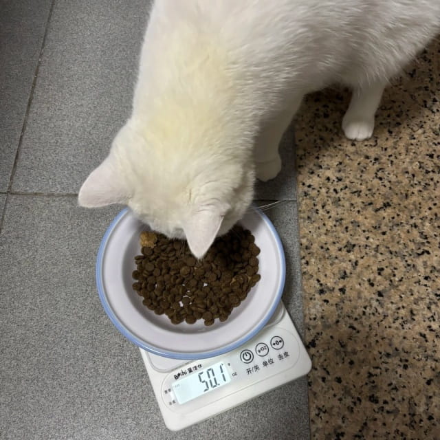 猫粮正常一般多少钱一斤