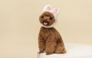 如何训练泰迪定点大小便