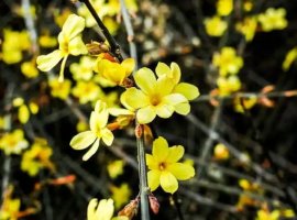 迎春花什么时候开