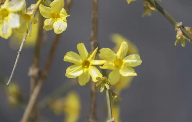 迎春花什么时候开