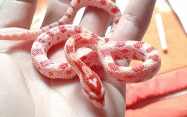 适合小白饲养的小型宠物蛇有哪些？