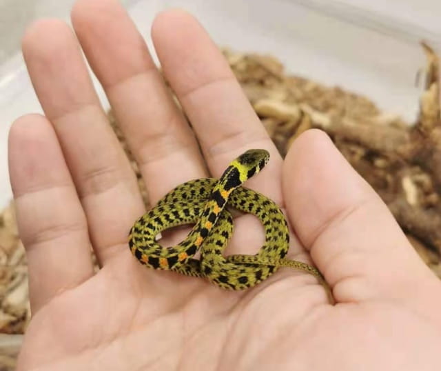 适合小白饲养的小型宠物蛇有哪些？