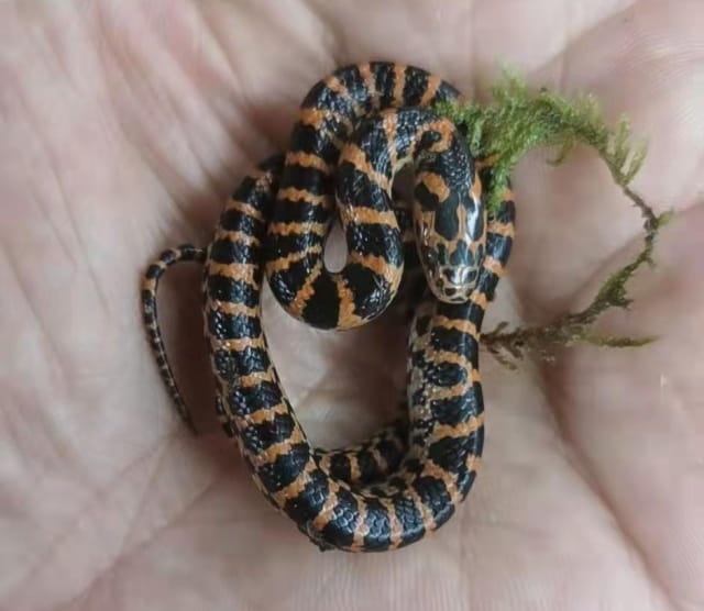 适合小白饲养的小型宠物蛇有哪些？