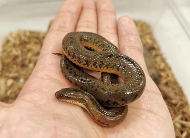 适合小白饲养的小型宠物蛇有哪些？